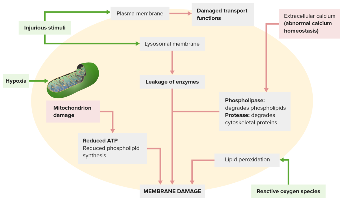 Mechanisms membrane