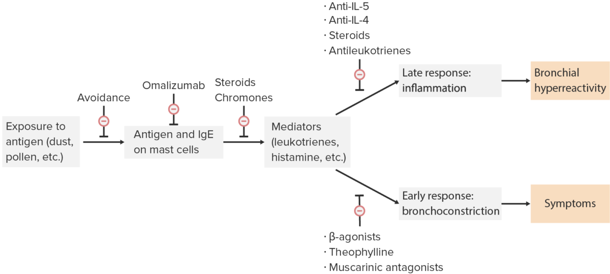 Mechanisms of asthma medications