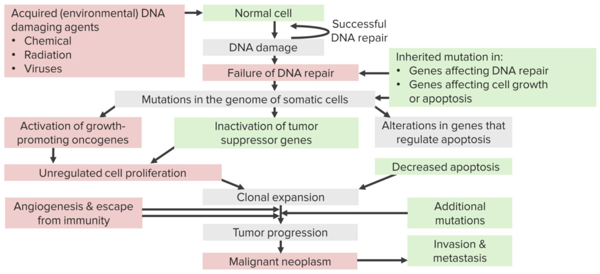 Mecanismos de carcinogénese por carcinógenos que causam danos no adn