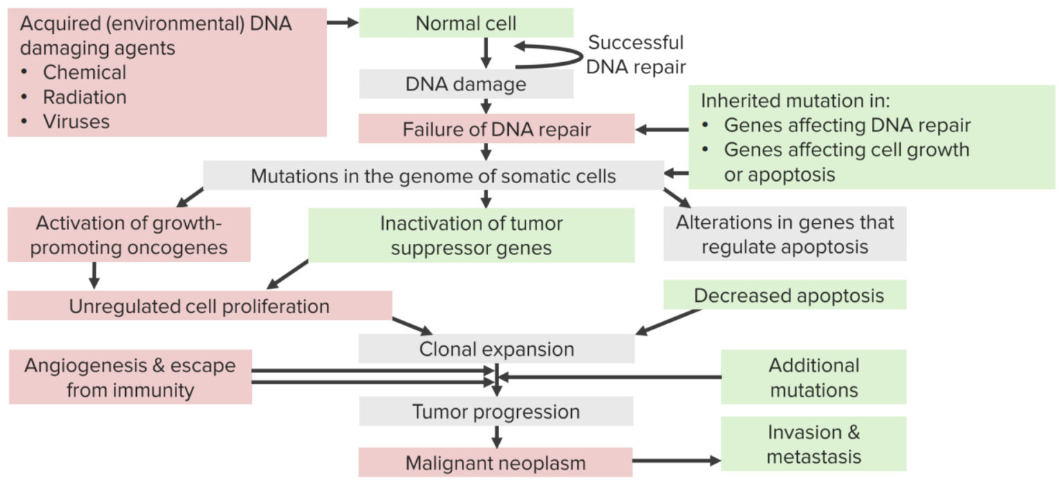 Carcinogenesis Concise Medical Knowledge