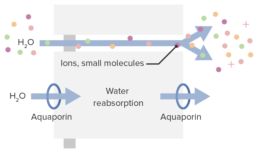 Mechanisms of water movement through the cell