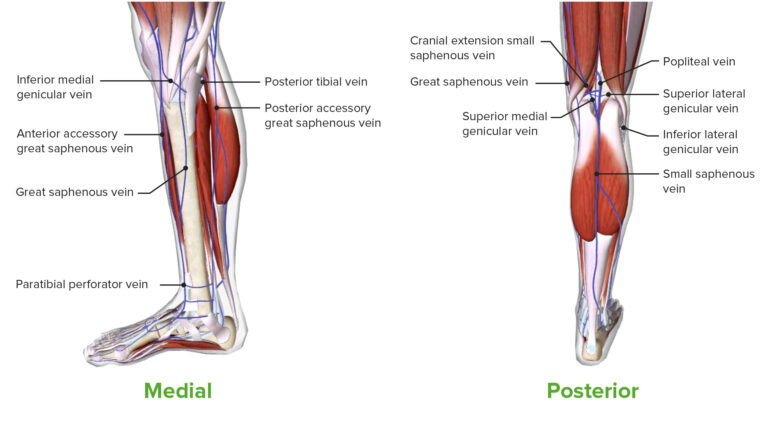 Leg: Anatomy | Concise Medical Knowledge