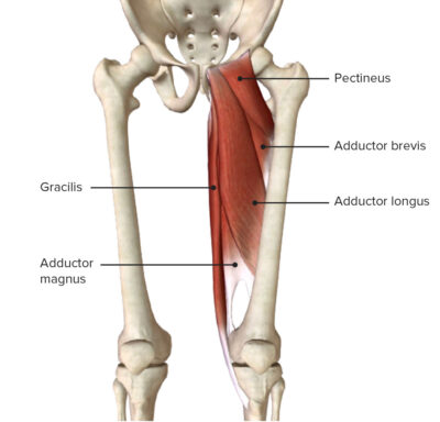 Thigh: Anatomy 