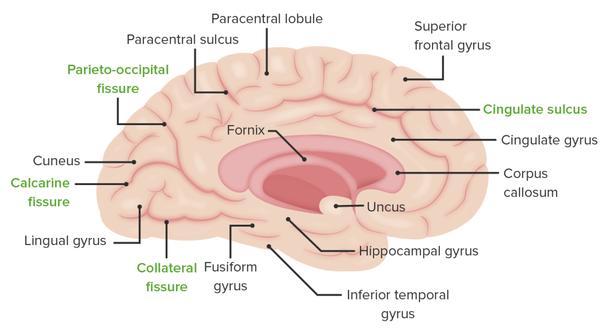 Medial surface of the left cerebral hemisphere