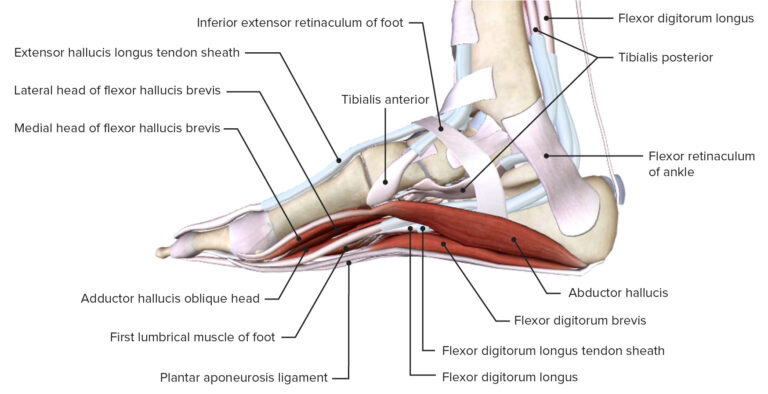 Leg: Anatomy | Concise Medical Knowledge