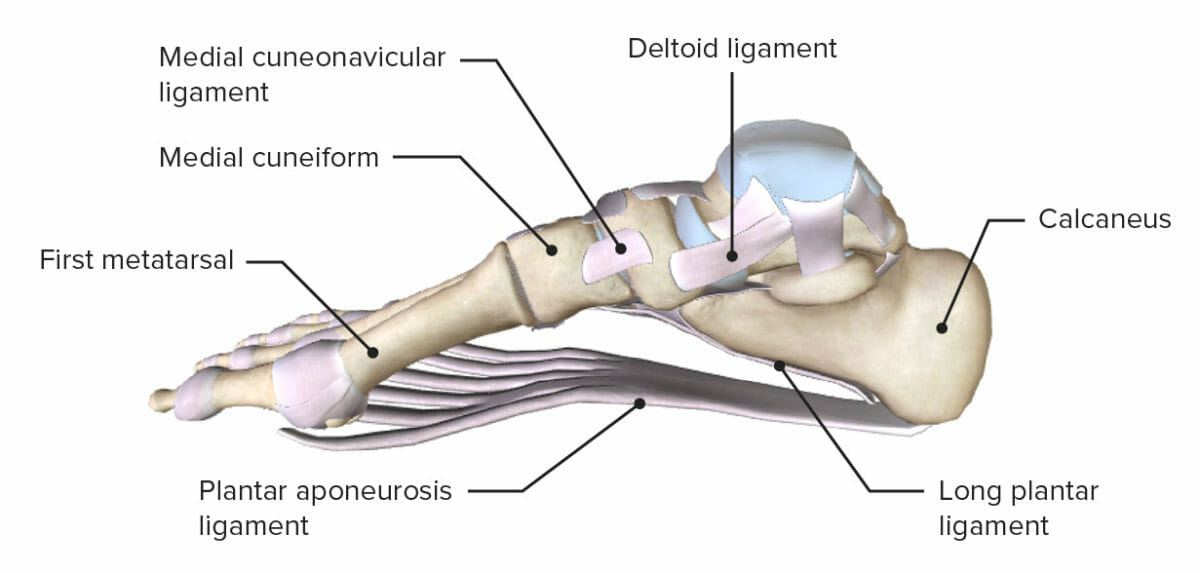 Medial view of the foot