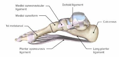 Foot: Anatomy | Concise Medical Knowledge