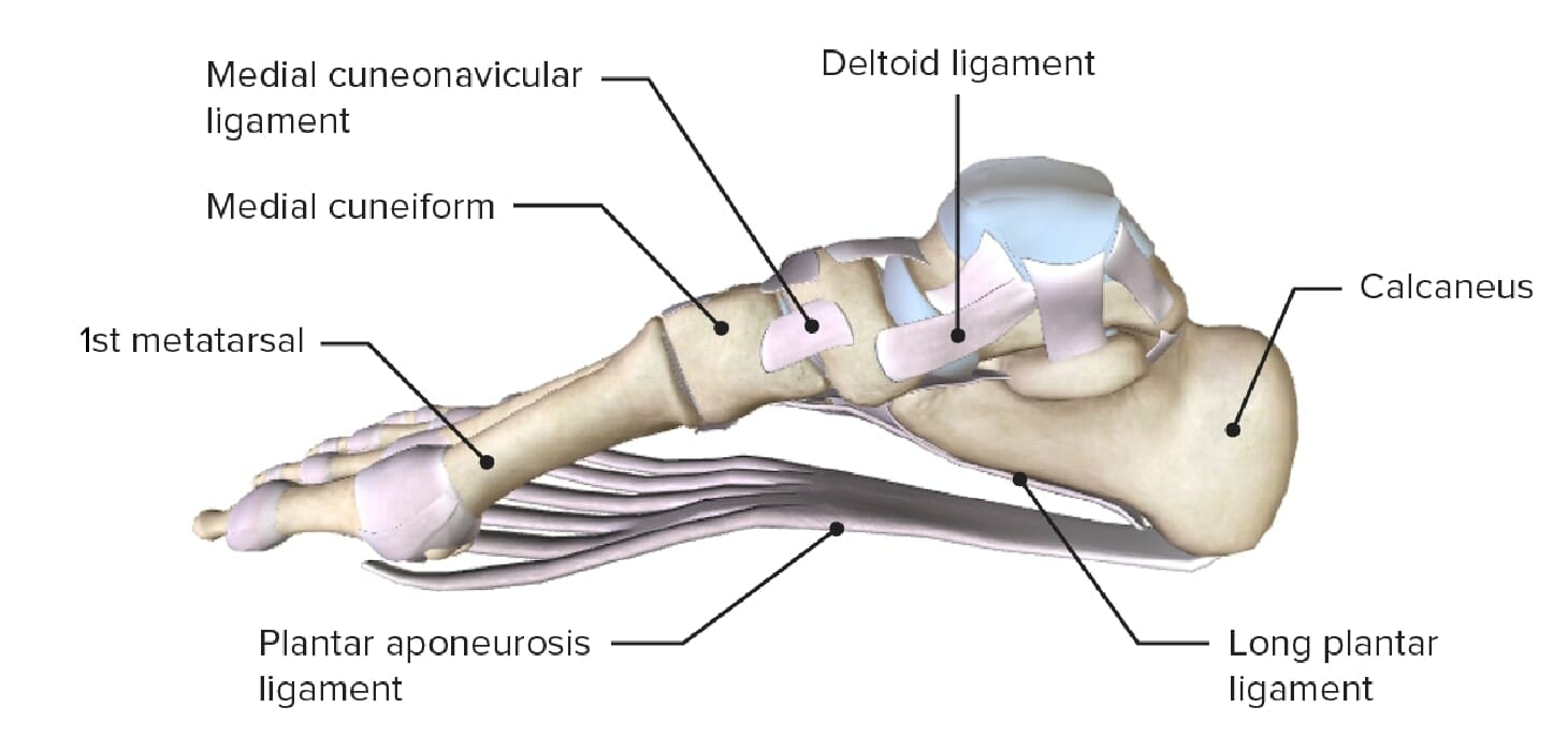 Ankle Joint: Anatomy  Concise Medical Knowledge