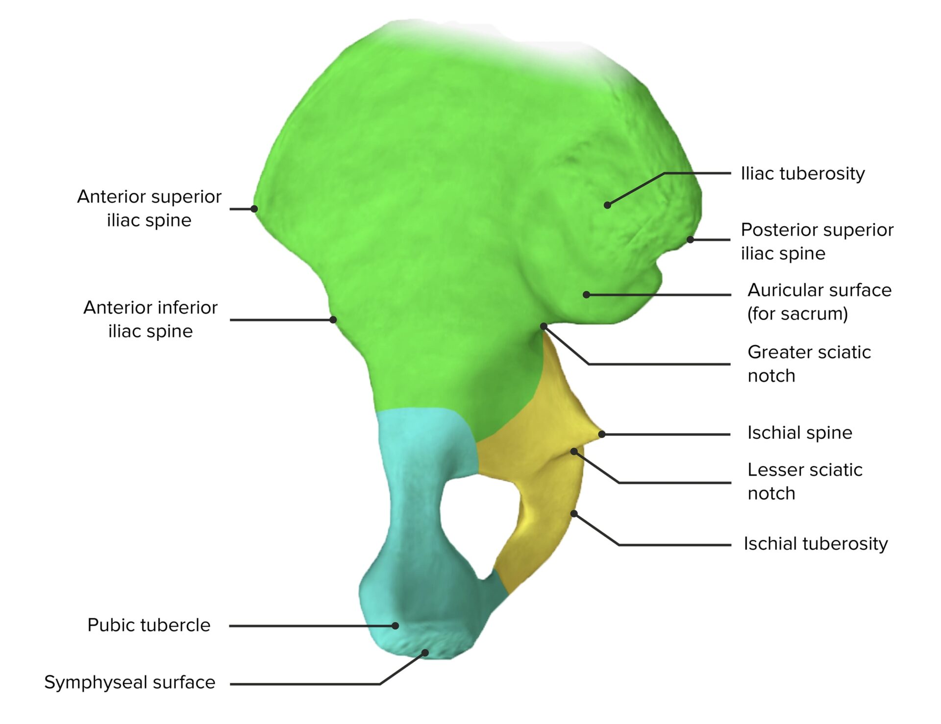 Pelvis Anatomía Concise Medical Knowledge