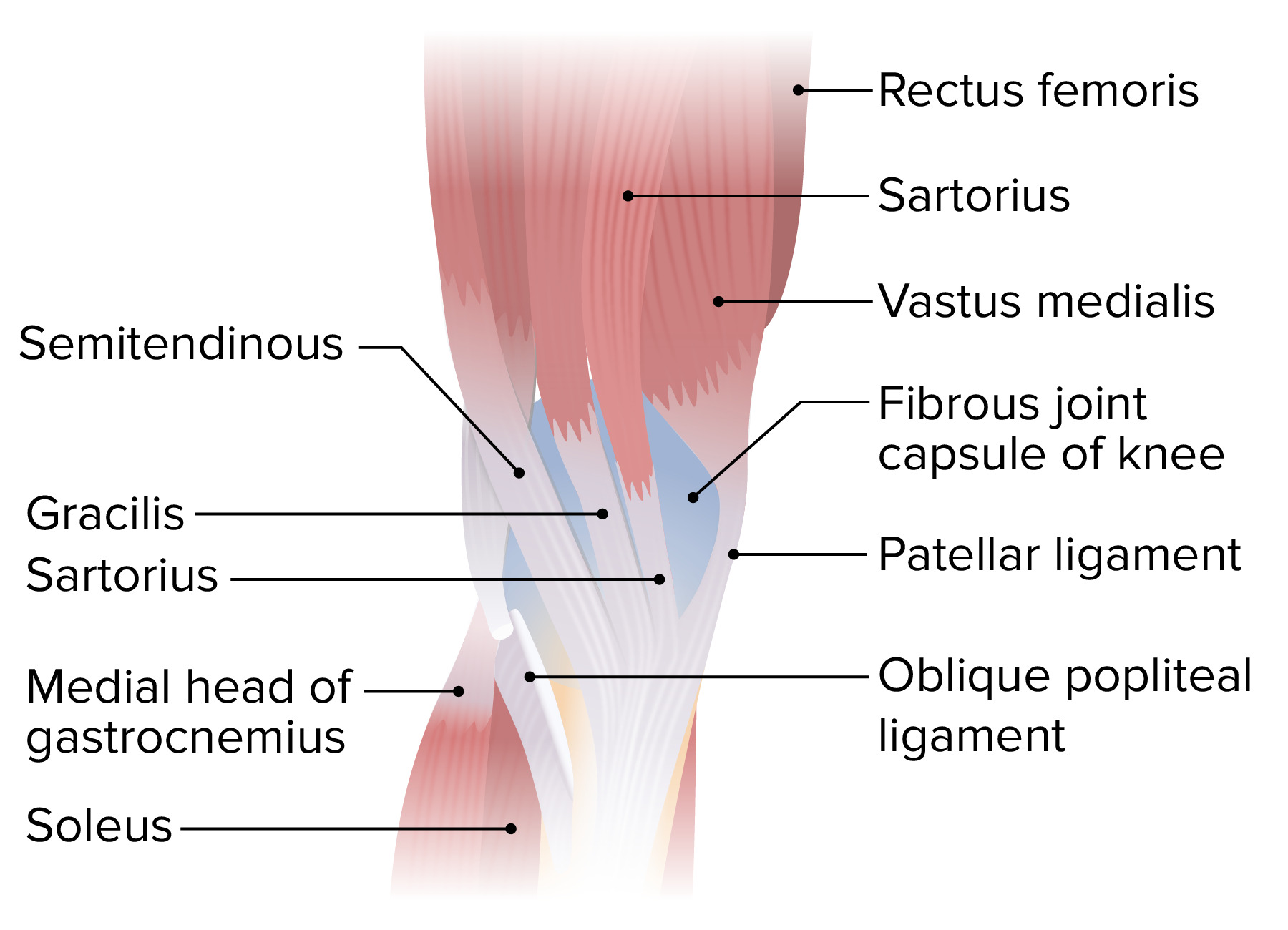 Posterior Knee Anatomy Joint