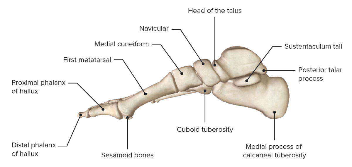 Medial view of the right foot