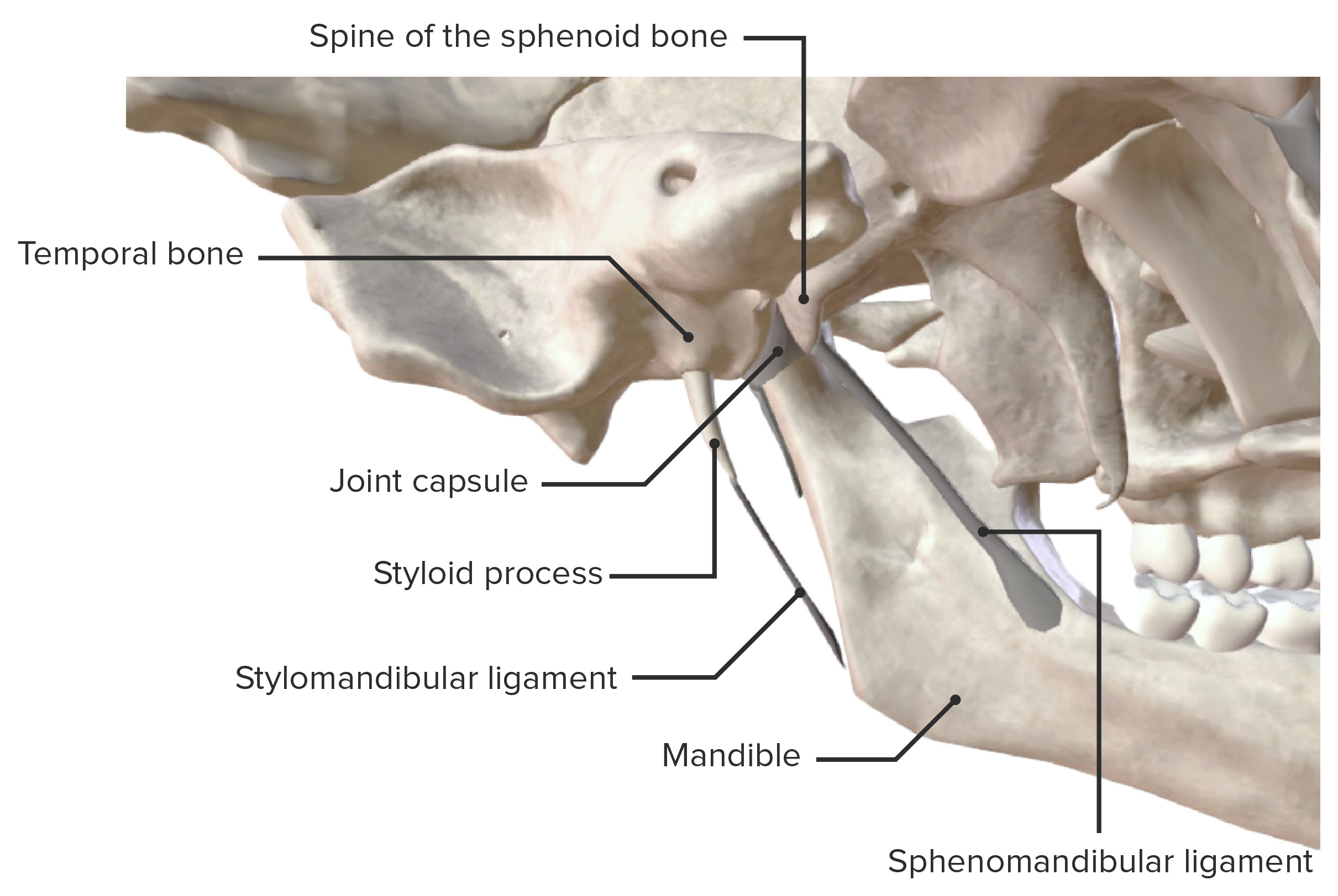 Osso ​ mandíbula (aspecto lateral).