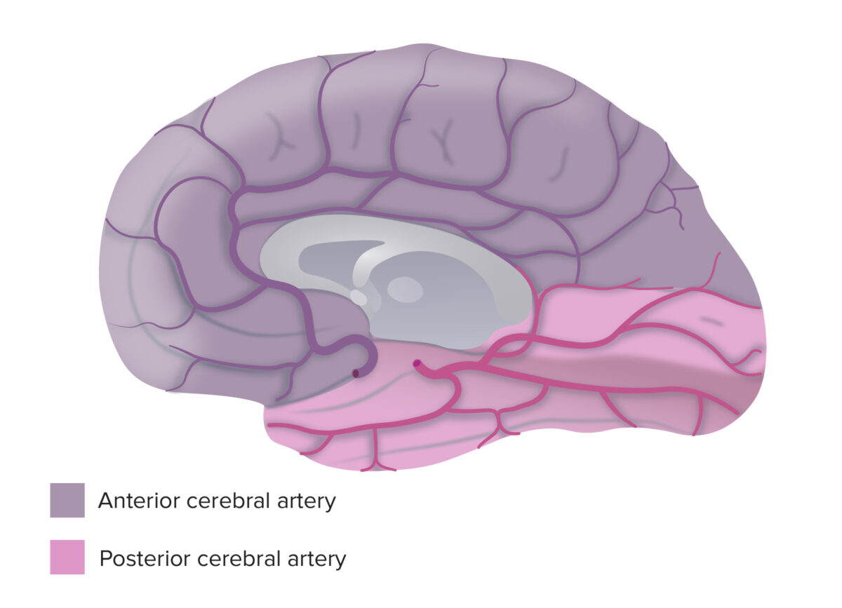 Medial view shows the arterial supply of the brain