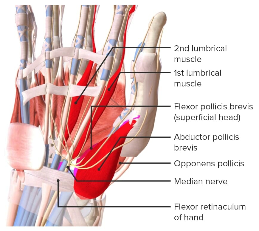 Median-innervated hand muscles
