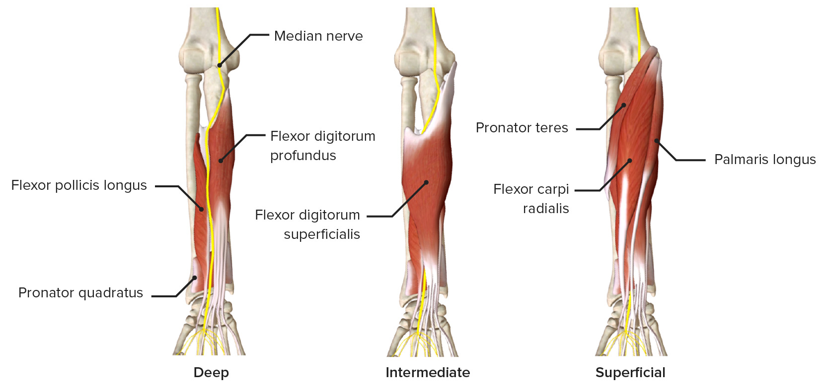 deep anterior forearm muscles