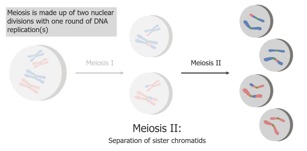 Meiosis ii