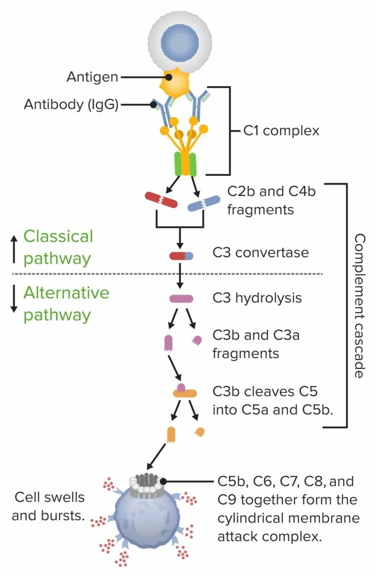 Deficiencia de C3 | Concise Medical Knowledge