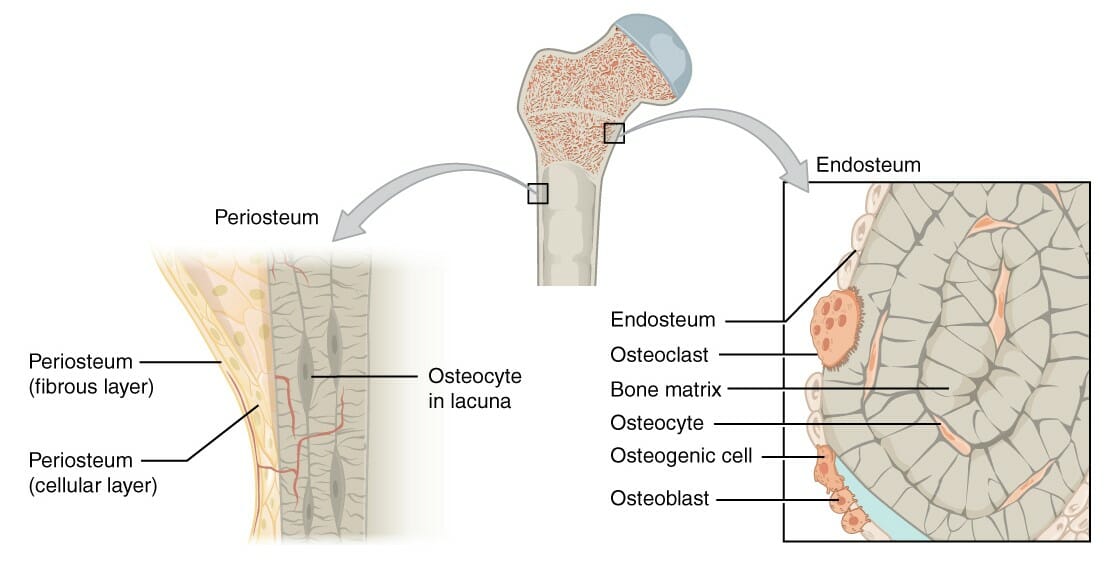 Membranes of the bone, periosteum and endosteum