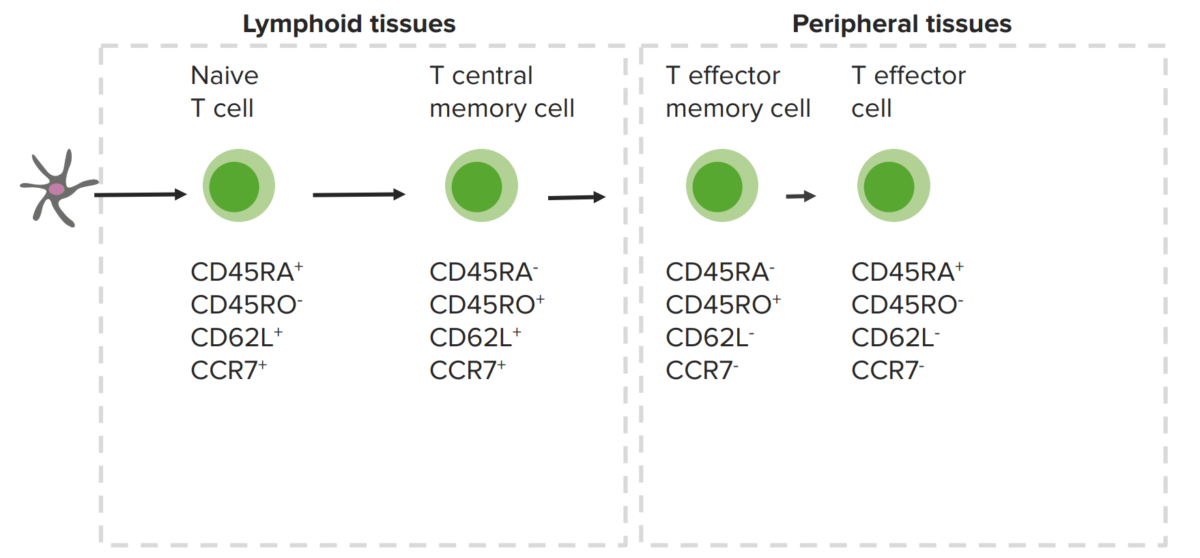 Memory t cells and expressed cellular markers