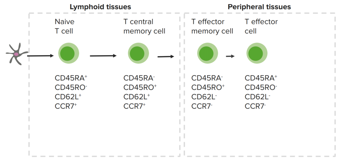 memory t cells markers