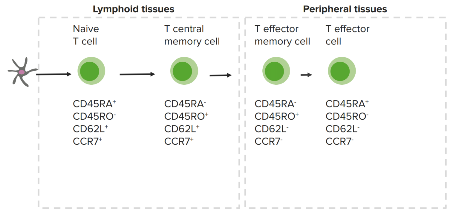 Linfocitos T: Tipos Y Funciones | Concise Medical Knowledge