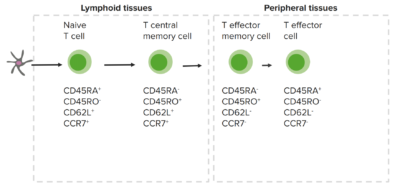 T cells: Types and Functions | Concise Medical Knowledge