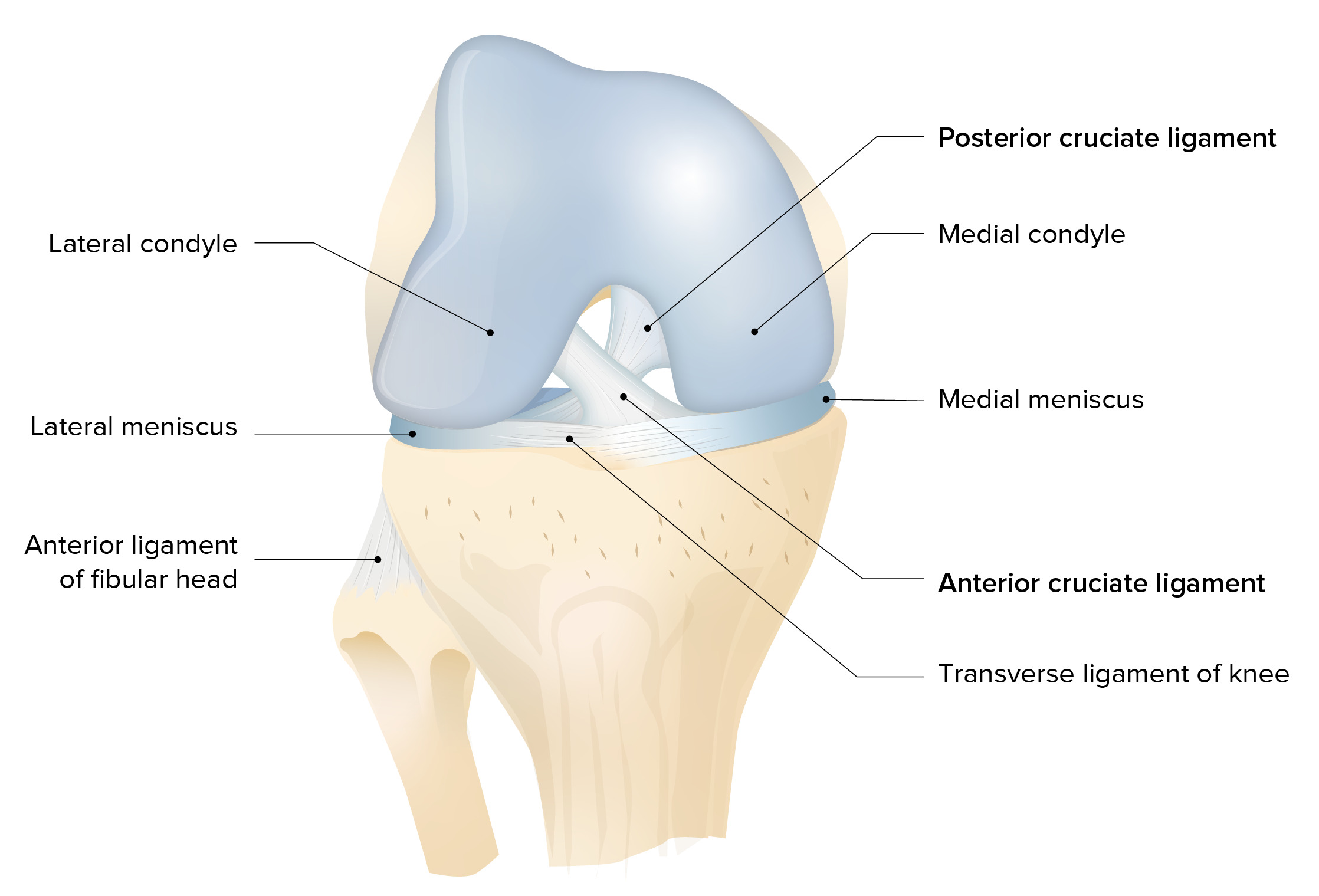 Menisci and articular surfaces of the knee