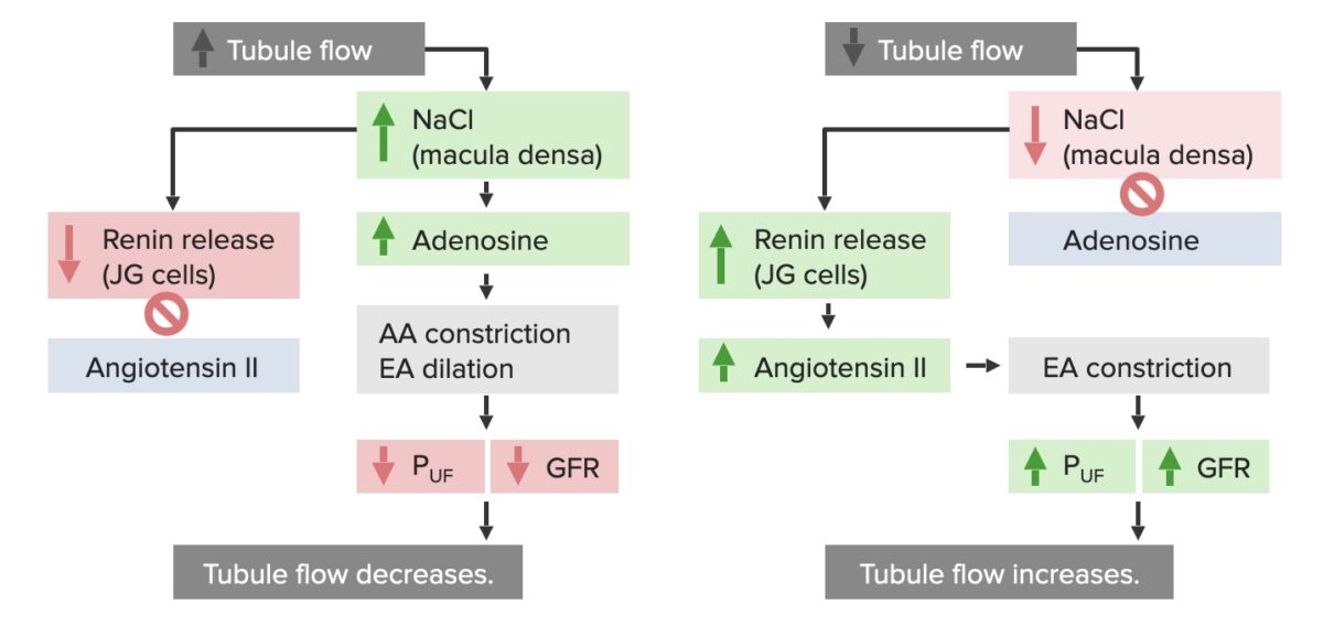 Metabolic responses of the kidney to high and low tubule flow