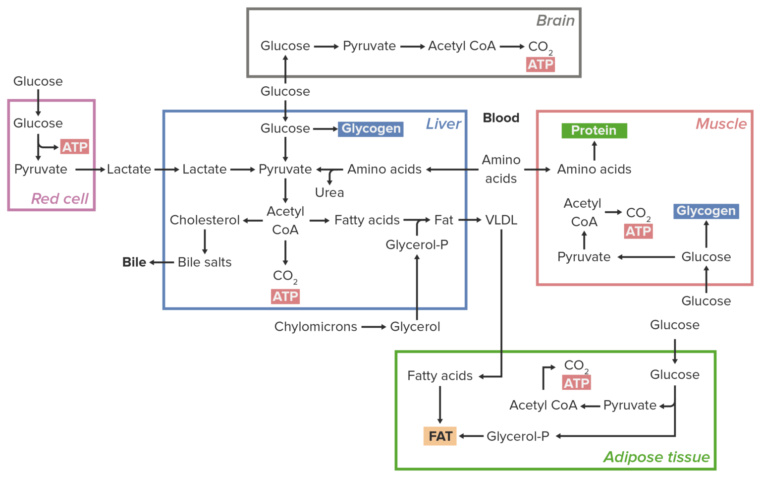 Energy Homeostasis | Concise Medical Knowledge