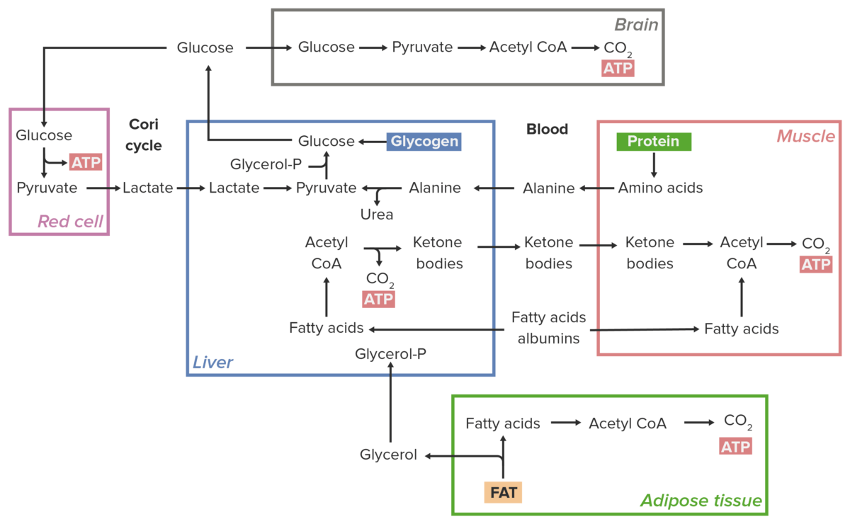 Metabolismo em estado pós-absortivo em diferentes tecidos do corpo