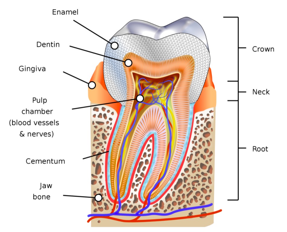 Anatomia do Dente e Mandíbula Inferior de um Jovem 6 Partes