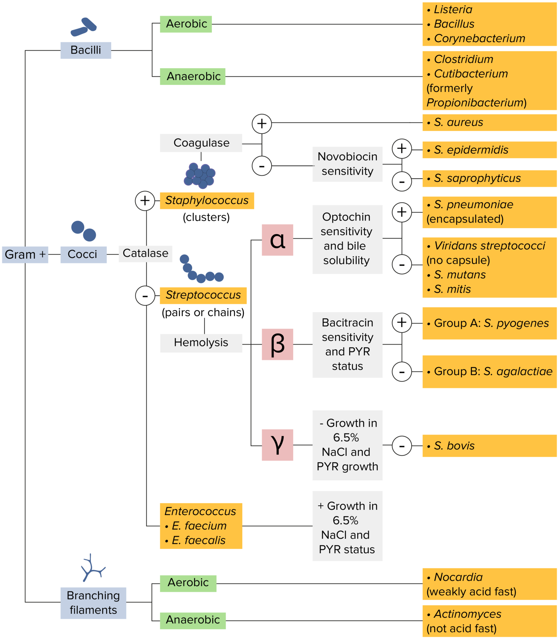 Staphylococcus Identification Flow Chart