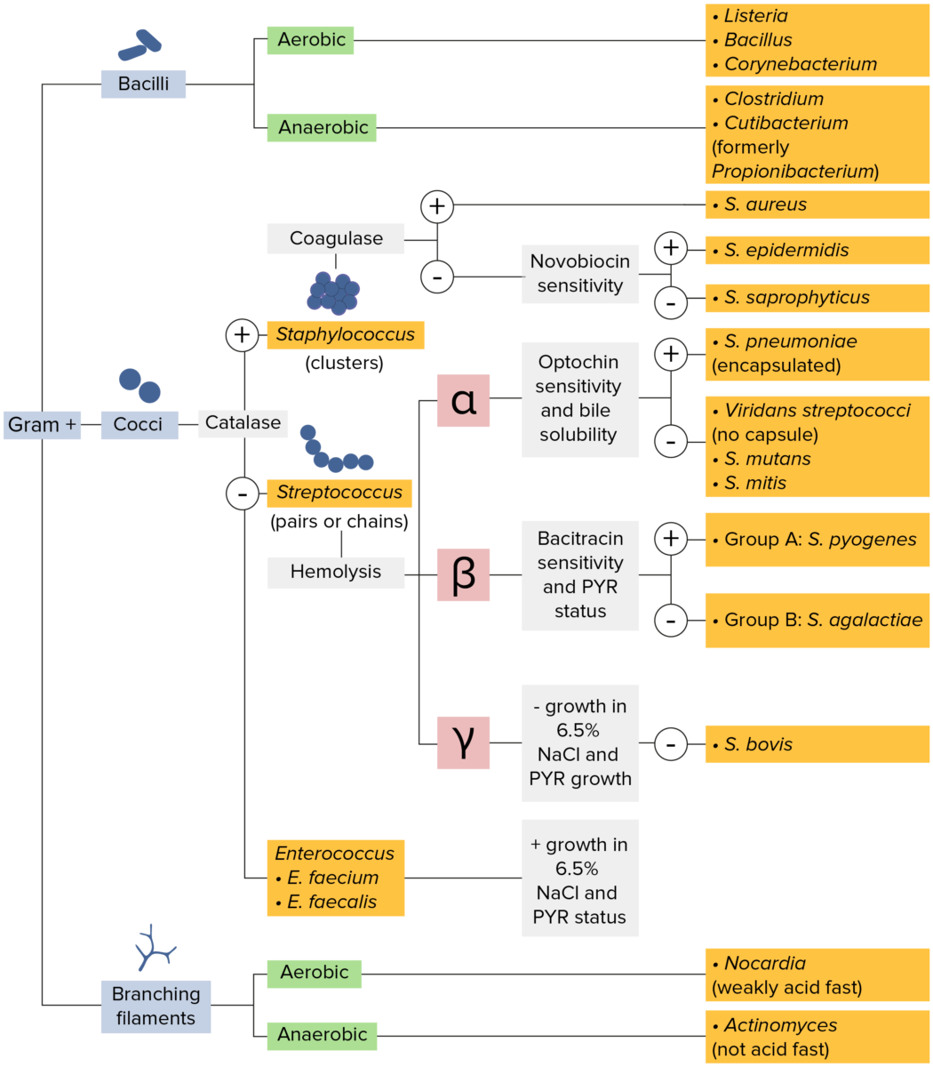 Diagrama de flujo de microbiología clasificación de bacterias grampositivas