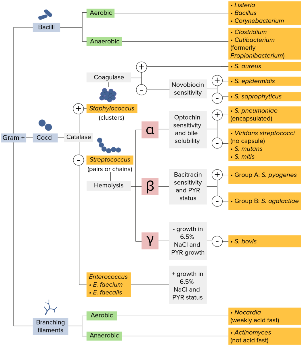 Microbiology flowchart gram-positive bacteria classification