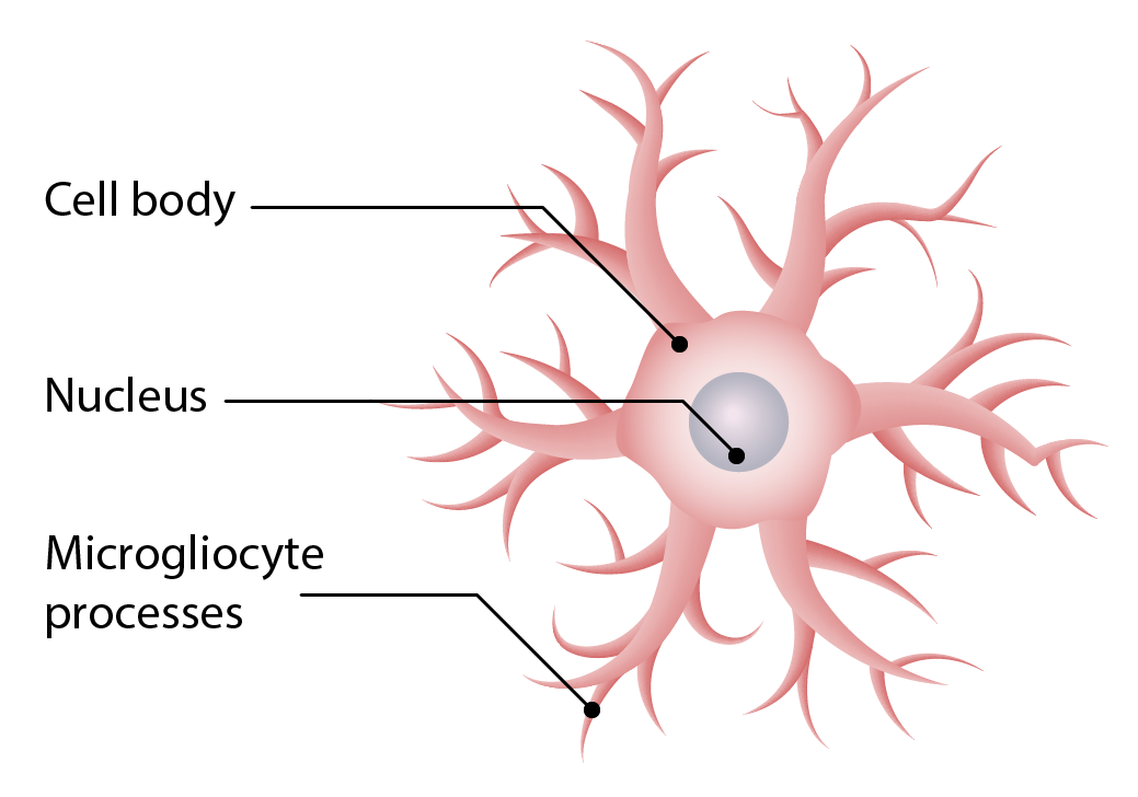 Structure of microglia
