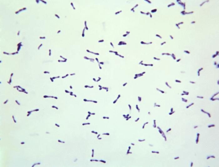 Micrografia de corynebacterium diphtheriae