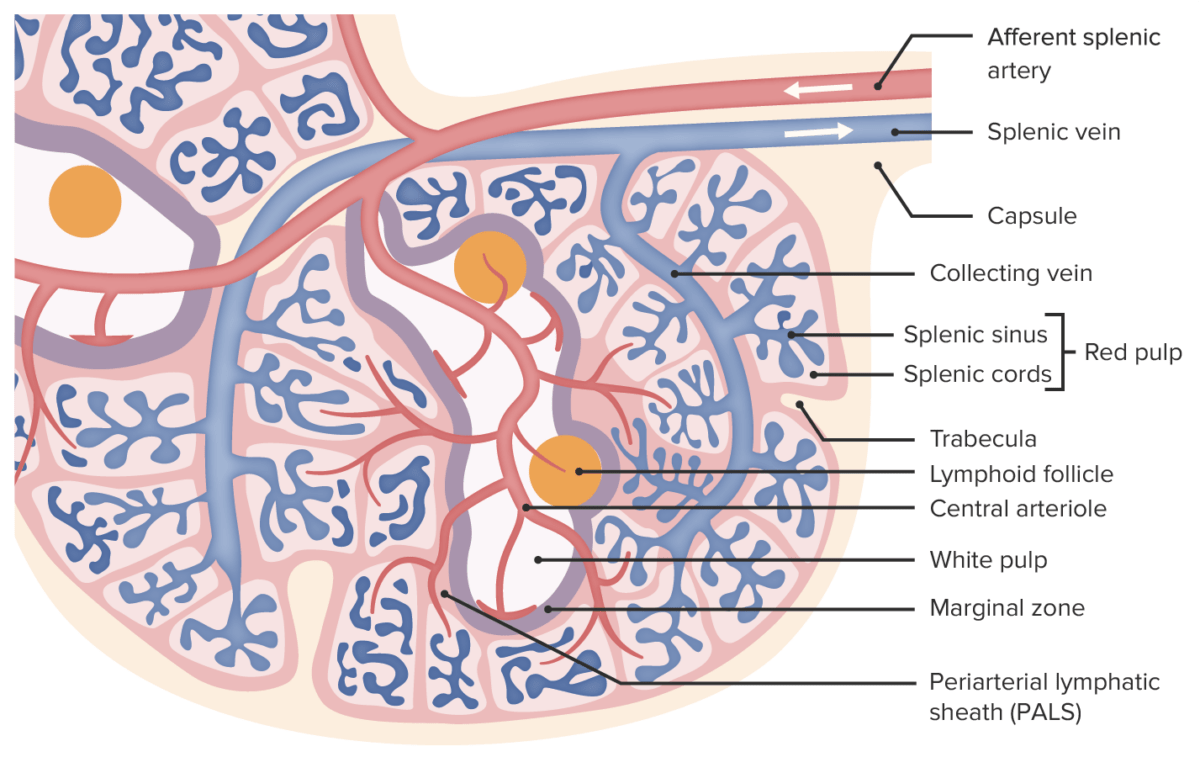 Microscopic anatomy of the spleen