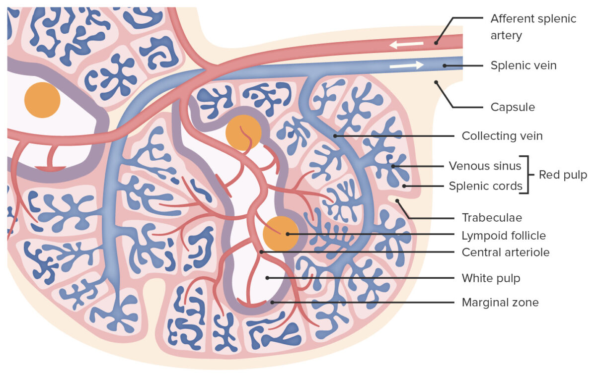 Microscopic anatomy of the spleen