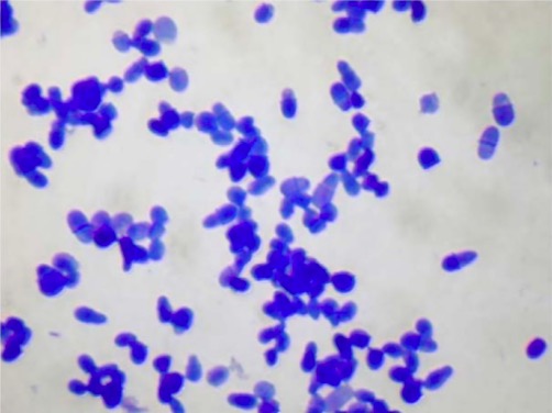Microscopic image of a malassezia spp. Culture