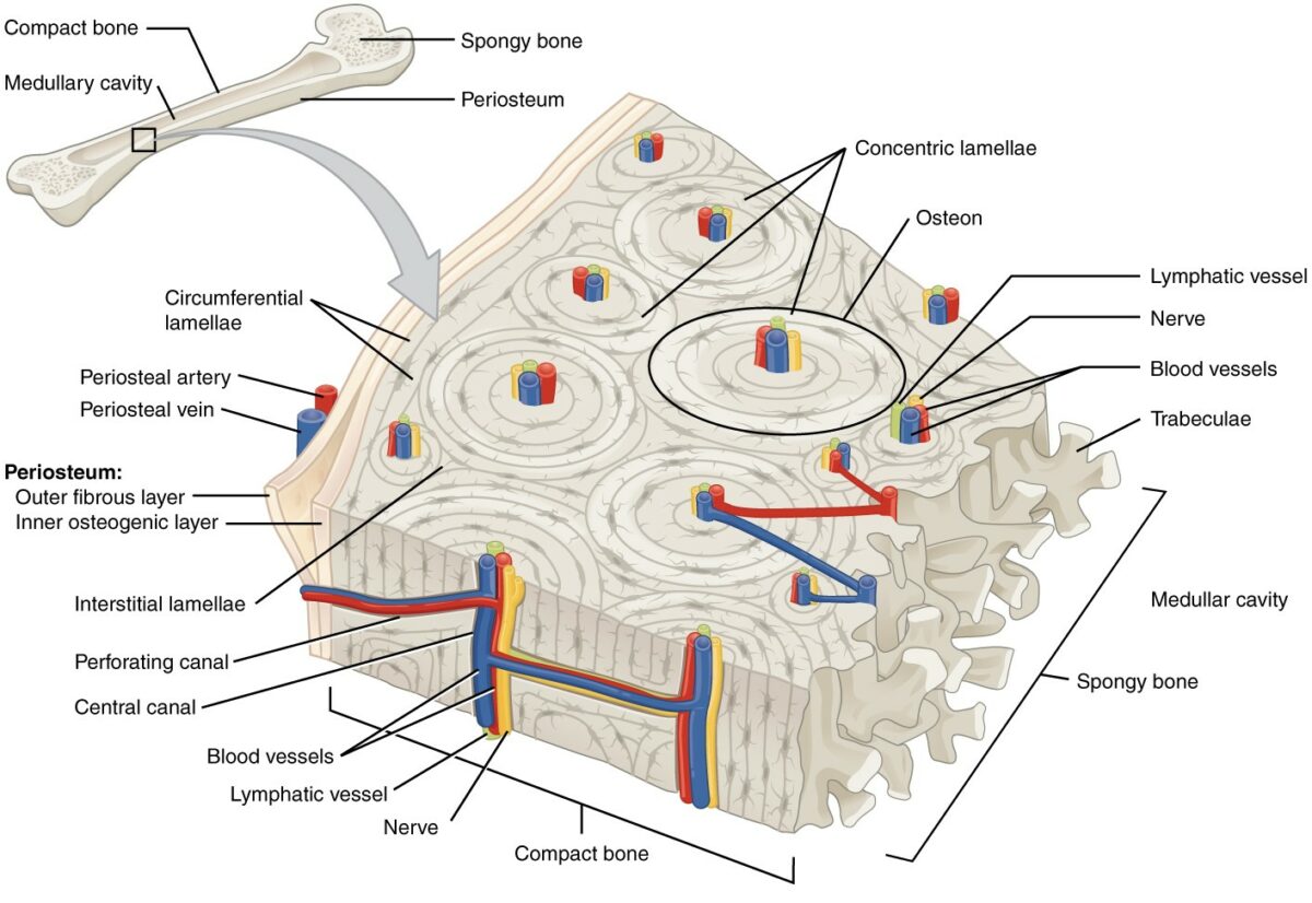 Microscopic structure of compact bone