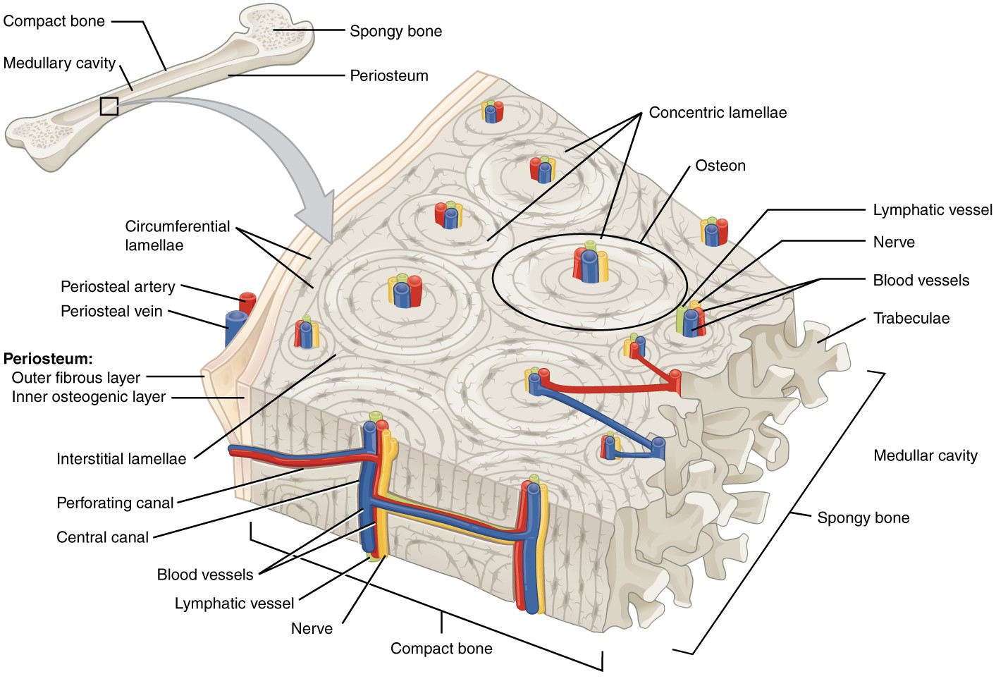 Bones Structure And Types Concise Medical Knowledge Bones Structure And Types Concise Medical Knowledge