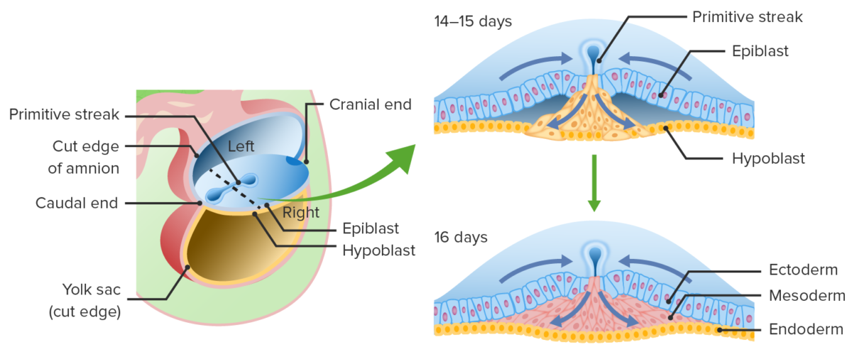 Migration of epiblast cells