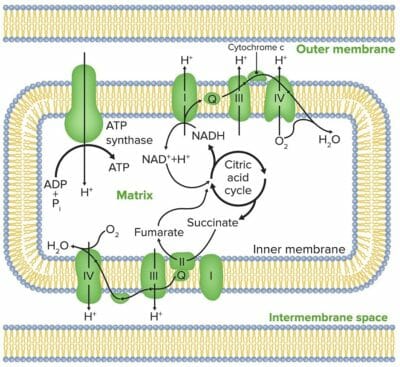 Mitochondrial membranes