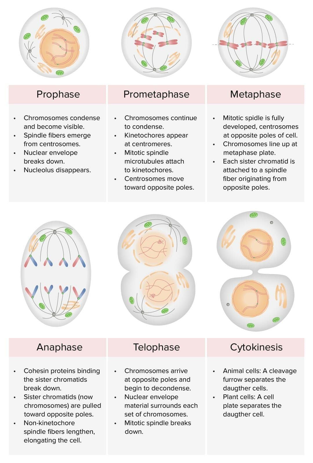 Divisão Celular – Mitose