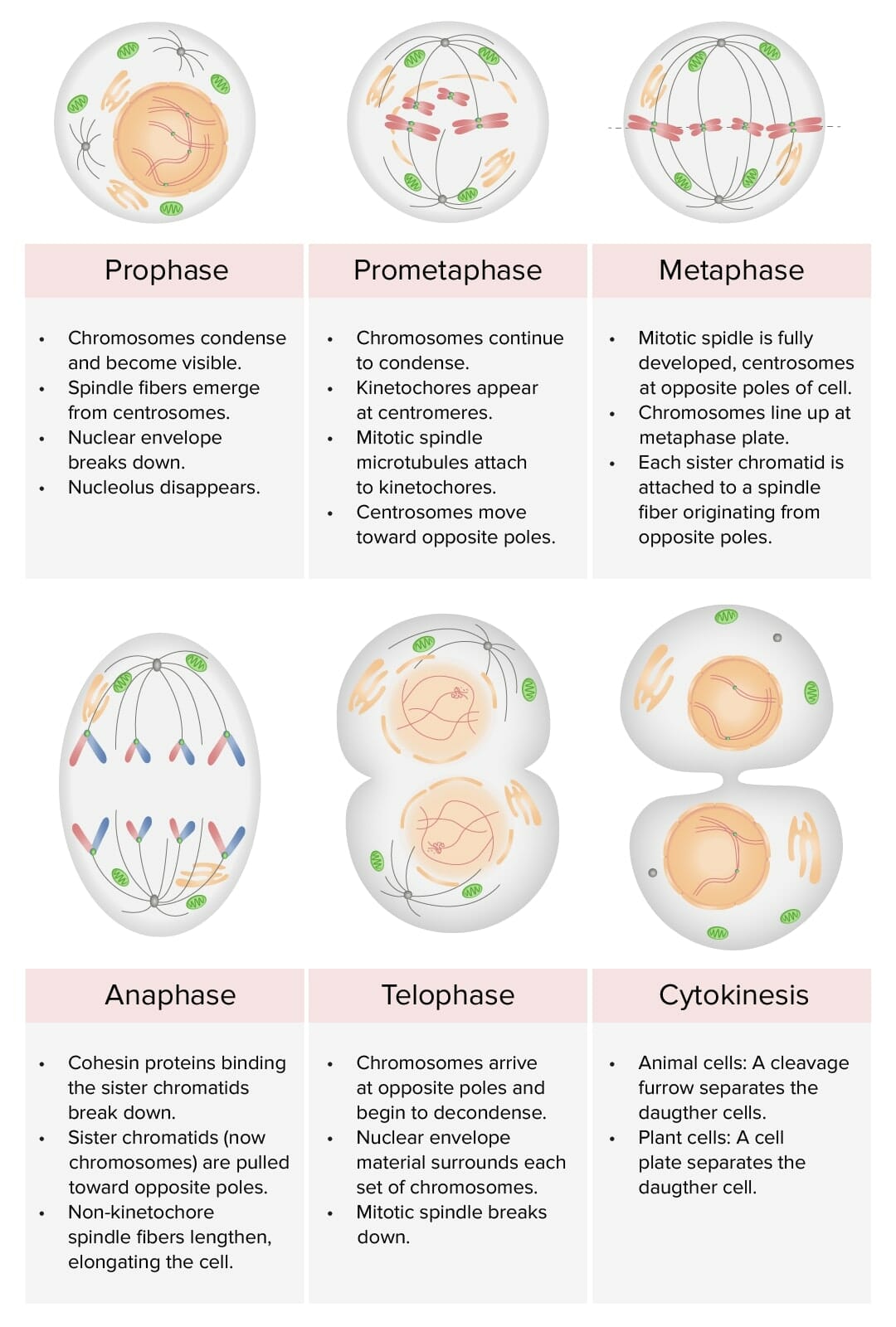 Ciclo celular: o que é, etapas, controle, resumo - Biologia Net