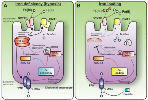 Model for the irp1-hif2α axis in regulating dcytb and dietary iron absorption