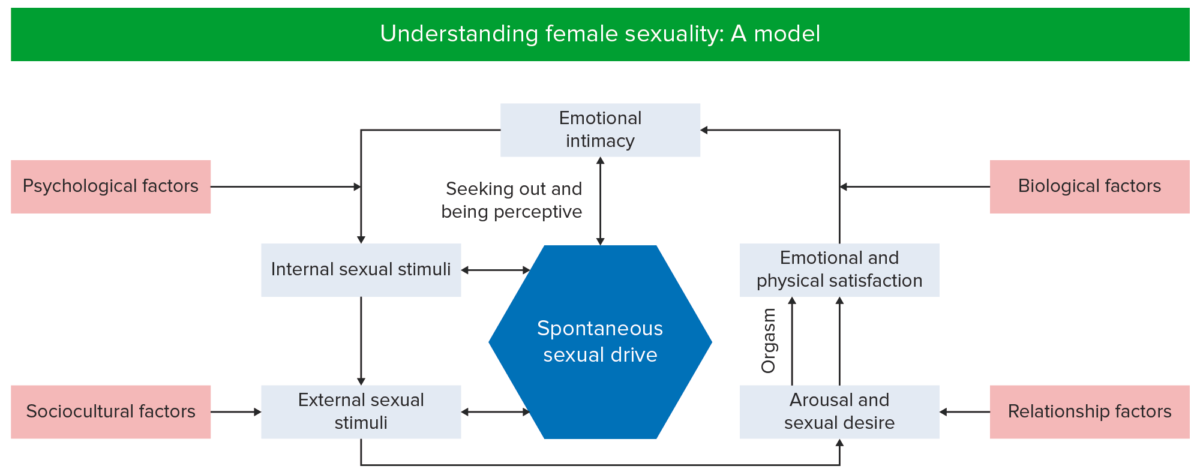 Model of female sexuality