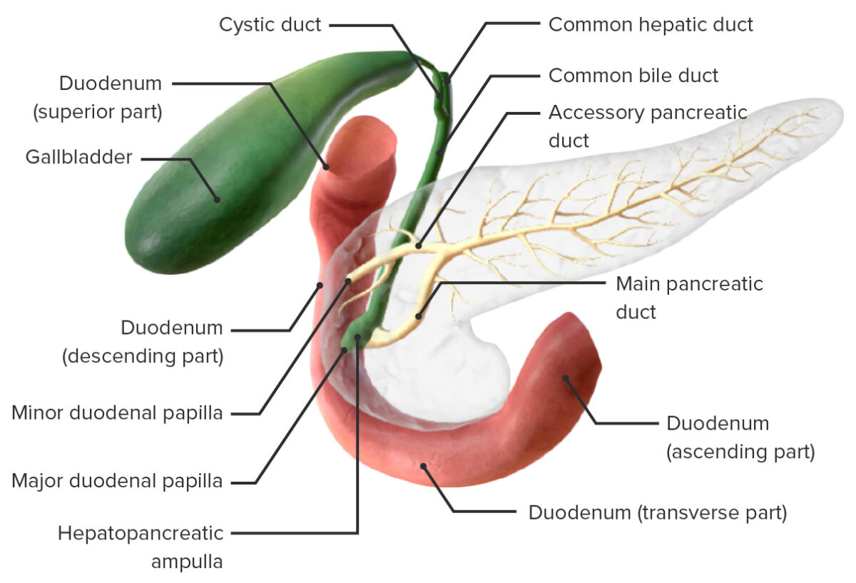 Model of the pancreatic ducts