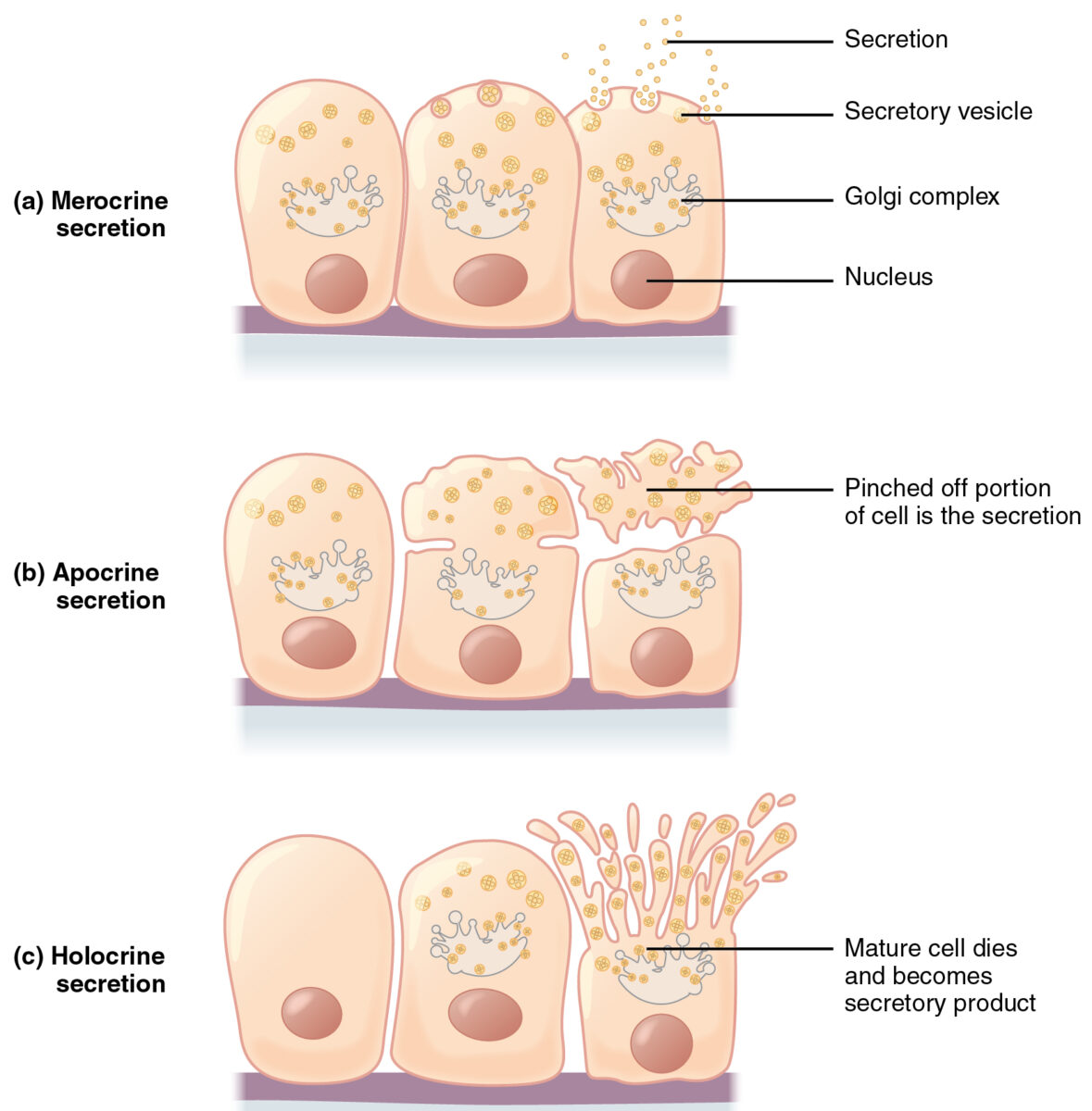Modes of glandular secretion