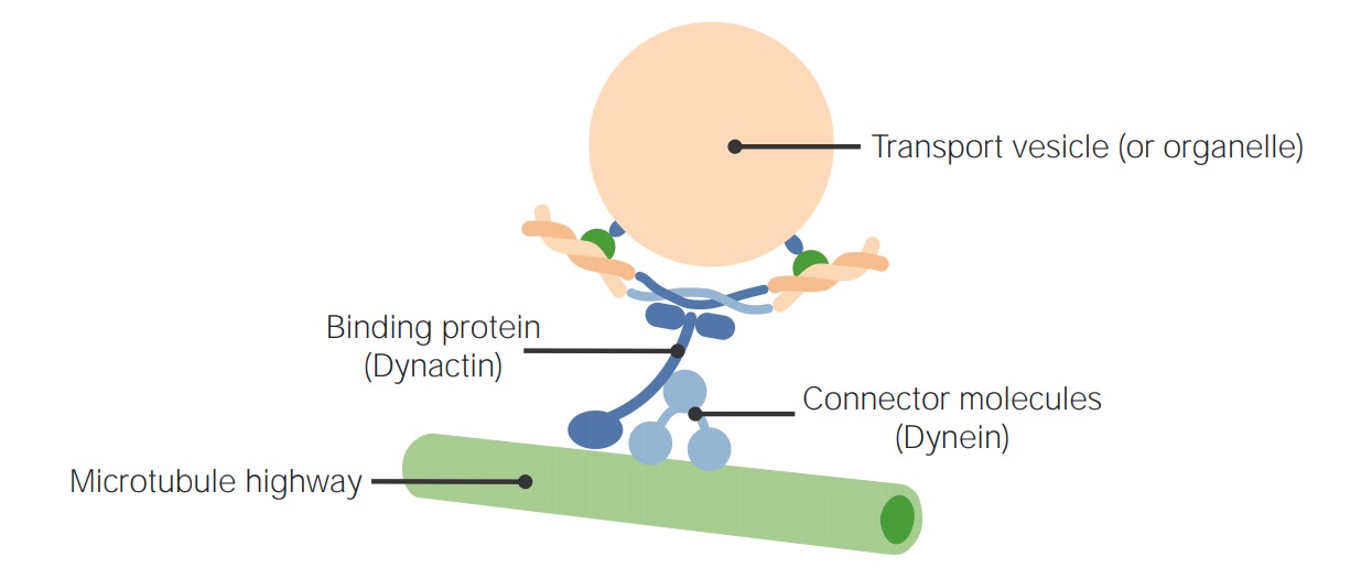 Motor molecular movendo-se ao longo do microtúbulo